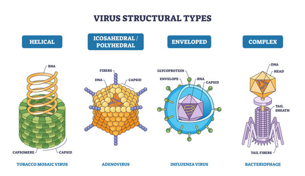 Virus structural types shown with helical, icosahedral, enveloped, and complex forms, key parts include capsid, RNA, envelope, transparent background.