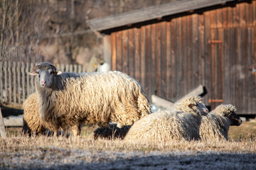 Several curly, long-wool sheep stand and lie on the ground, illuminated by bright sunlight. © Марина Билык