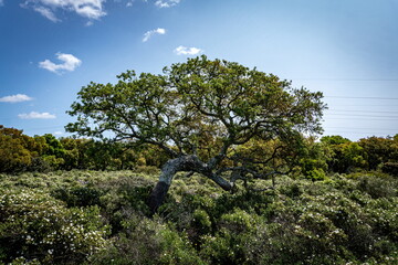 Cork Oak in Sardegna