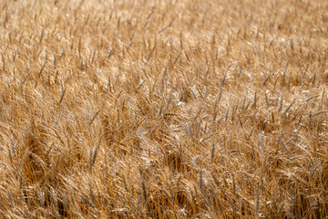 穀物素材　小麦