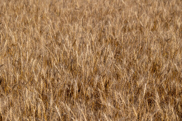 Fototapeta premium 背景素材 穀物