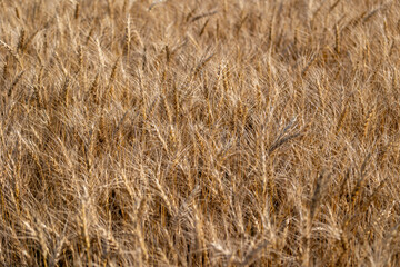 背景素材　小麦畑