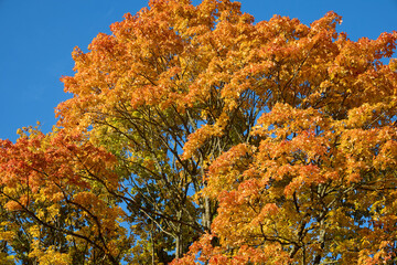 Autumn tree canopy with vibrant orange, yellow and red leaves against clear blue sky. Seasonal...