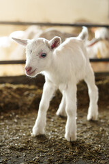 Obraz premium Young White Goat Kid in Sunlit Barn