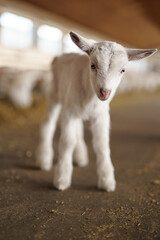Fototapeta premium Newborn White Goat Kid Standing Inside Barn