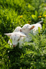 Young Goat Kids Resting on Green Pasture