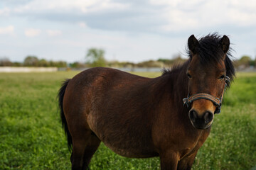 Obraz premium Brown Pony Standing on Green Pasture