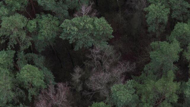 Aerial drone forest view featuring vibrant green treetops with a leafless tree in the background.