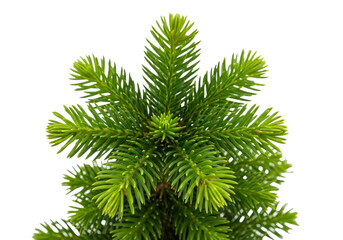 A close-up shot of a small, vibrant green evergreen sprig, centered in the frame