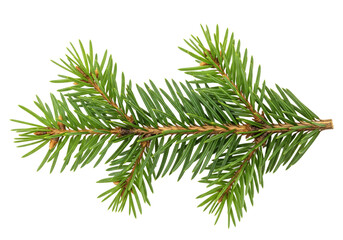 Obraz premium A detailed, isolated image of a sprig of evergreen fir