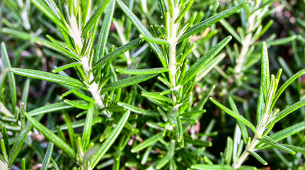 Close up rosemary leaves showing natural aromatic herb texture and organic plant detail