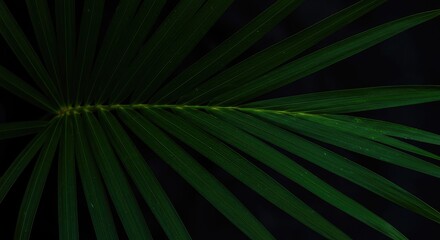 Obraz premium Elegant Palm Leaf Against Black Background: Nature's Minimalist Design.