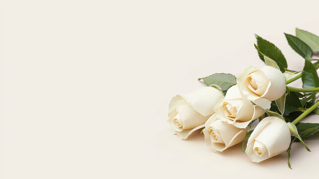 Elegant white roses arranged with green leaves on soft background, conveying beauty and tranquility