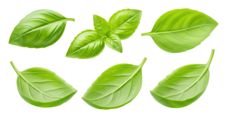 Bright fresh sweet basil leaves arranged on a transparent background, photorealistic single leaves and a small cluster with glossy texture, ideal for culinary, garnish, and botanical use