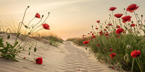 Fototapeta premium Tranquil sandy pathway lined with bright red poppy flowers showcasing peaceful nature beauty concepts.