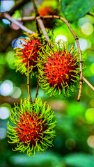 Close-up of wild rambutan fruit with red spiky skin and green stem on forest branch in humid rainforest