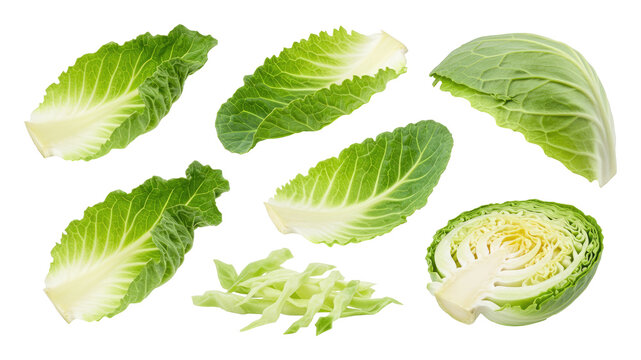 Fresh green cabbage leaves and sliced cabbage pieces arranged on a transparent background