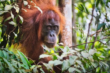 Sumatran Orangutan in Tropical Rainforest
