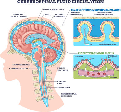 Cerebrospinal fluid circulation visualizes CSF production, flow, and absorption through ventricles, choroid plexus, and arachnoid granulations in a sagittal brain cutaway, transparent background.