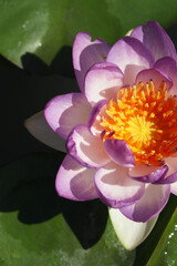 Beautiful hybrid waterlily Nymphaea Queen Sirikit named after former Thai Queen