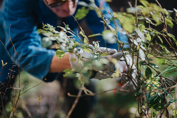 A gardener wearing gloves trims tangled branches of a shrub, focusing on careful removal to promote...