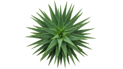 Close up of a vibrant green aloe vera plant against a stark black background
