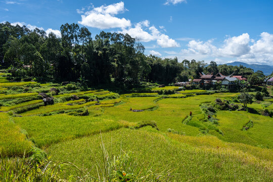 Traditional village surrounded by rice fields in Toraja, Sulawesi, Indonesia