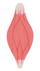 筋肉繊維のイラスト素材