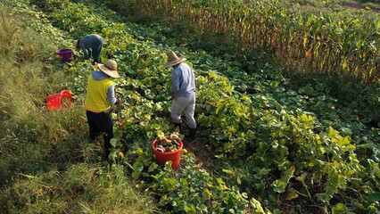 Farmers collect vegetables in a field on a summer morning while the sun shines