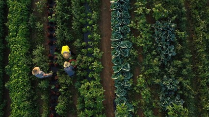 Workers pick fresh vegetables in rows of crops on a summer morning while the sun shines overhead in...