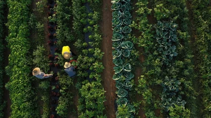 Fotobehang Muziek Workers pick fresh vegetables in rows of crops on a summer morning while the sun shines overhead in the field  © Robert Peak