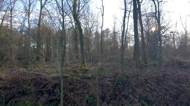 Rijkevorsel, Antwerpse Kempen, Belgium, leafless deciduous woodland under pale sun. tangled branches and bracken carpet ground, moss climbing trunk faces, cool lens