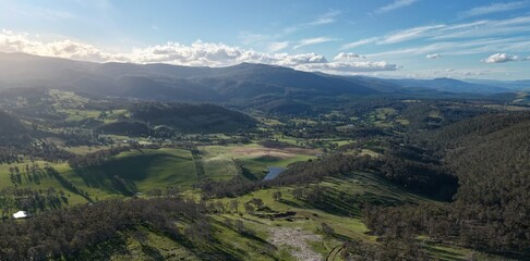 Naklejka premium beautiful cattle in Australia eating grass, grazing on pasture. Herd of cows free range beef being regenerative raised on an agricultural farm. Sustainable farming on rolling green hills
