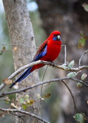 A brightly colored Australian rose parrot