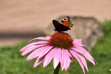 Butterfly on a flower at the Japanese Gardens in Kaiserslautern