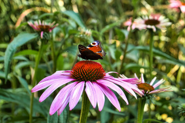 Butterfly on a flower at the Japanese Gardens in Kaiserslautern