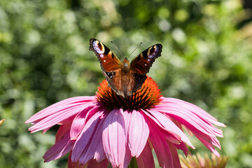 Butterfly on a flower at the Japanese Gardens in Kaiserslautern