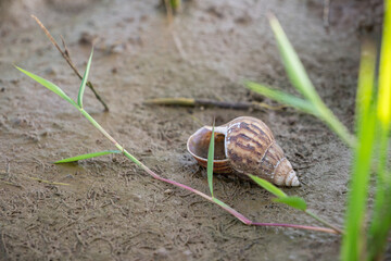 Empty land snail shell lying on wet muddy ground with worm castings and green grass in a rice field.