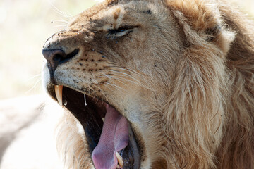 Lion in the Savannah of Africa