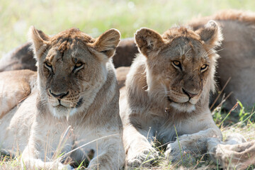 Lion in the Savannah of Africa