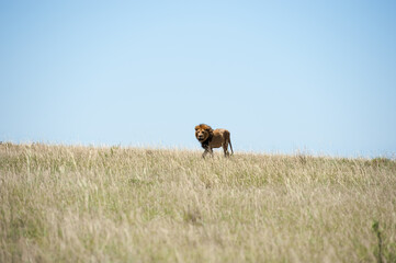 Lion in the Savannah of Africa