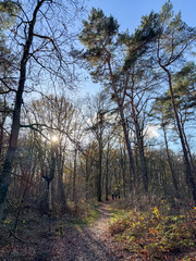 Sunlit Pine Forest Trail At Dawn, Tall Pines Framing Narrow Dirt Path, Soft Rays Filtering Through Branches,