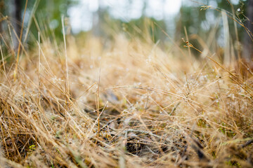 Golden dry grass with fine spider webs glistening with dew in a forest clearing. Quiet stillness of late autumn or snowless winter, fragile beauty in overlooked details.