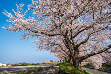 Sakura tunnel and walkway with japanese cherry blossom trees full blooming along Matsukawa River Cherry Blossoms. Toyama, Japan.