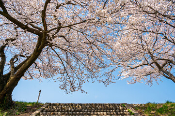 Sakura tunnel and walkway with japanese cherry blossom trees full blooming along Matsukawa River Cherry Blossoms. Toyama, Japan.