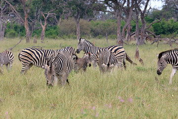 Naklejka premium Herd of Zebra with foal, Okavango Delta, Botswana 