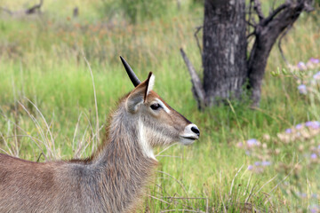 Profile of a young male Waterbuck, Okavango Delta, Botswana
