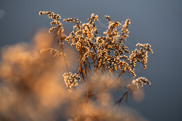 Suche kwiaty nawłoci na łące o wschodzie słońca. 