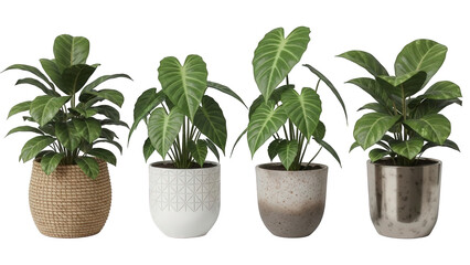 green plant in a pot