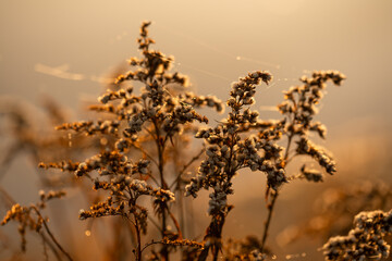 Suche kwiaty nawłoci na łące o wschodzie słońca. 